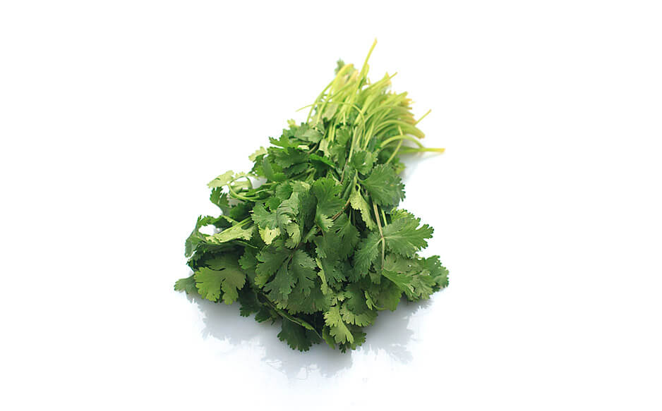 Cilantro