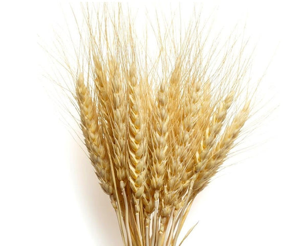 Gluten de Trigo – Proteína Funcional para Textura y Elasticidad