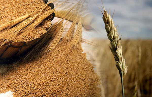 Gluten de Trigo – Proteína Funcional para Textura y Elasticidad